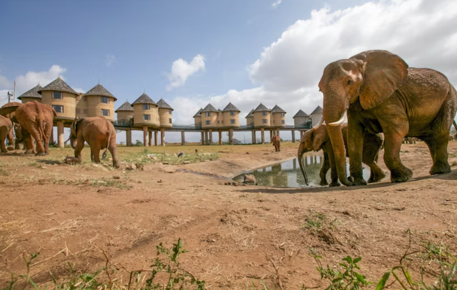 Ngutuni and Salt Lick 2-Day Safari from Mombasa - Image 4